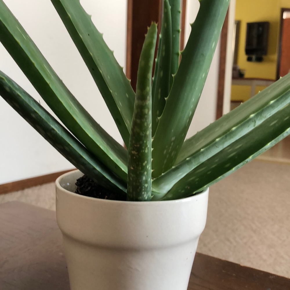 Meet your Posher, Shiloh